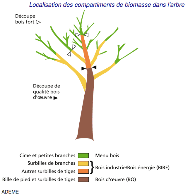 biomasse