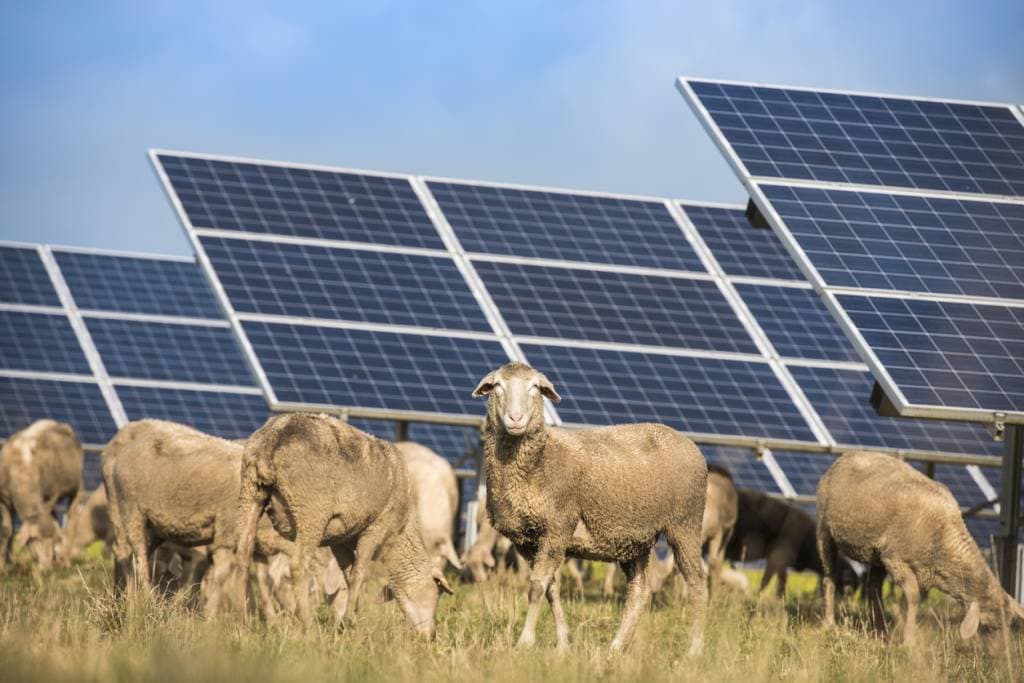 photovoltaïque exploitation agricole