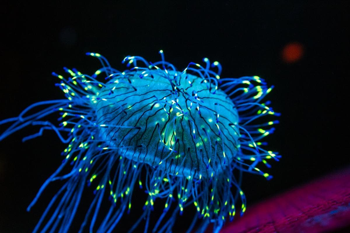 bioluminescence